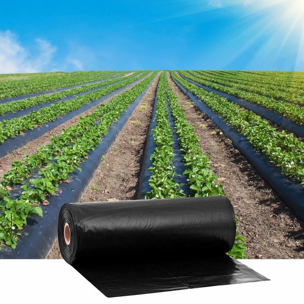 Lonas para Morango Mulching Preto